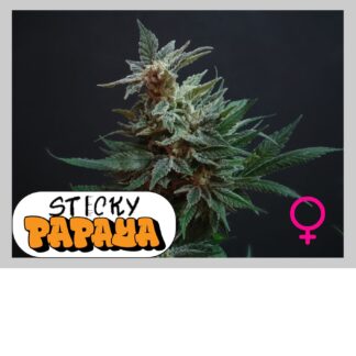 STICKY PAPAYA